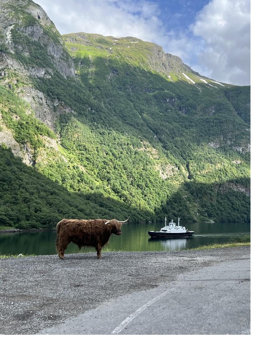 A Highland cow standing on the narrow shore road with the Gudvangen ferry passing behind