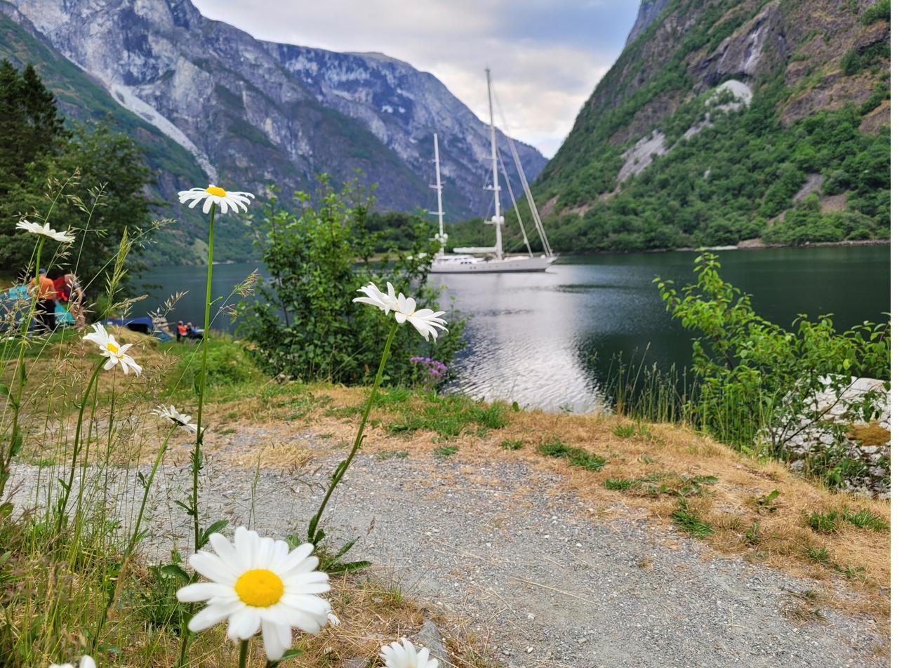 Daisies and tents on the shore of the Nærøyfjord, a sailboat at anchor beyond